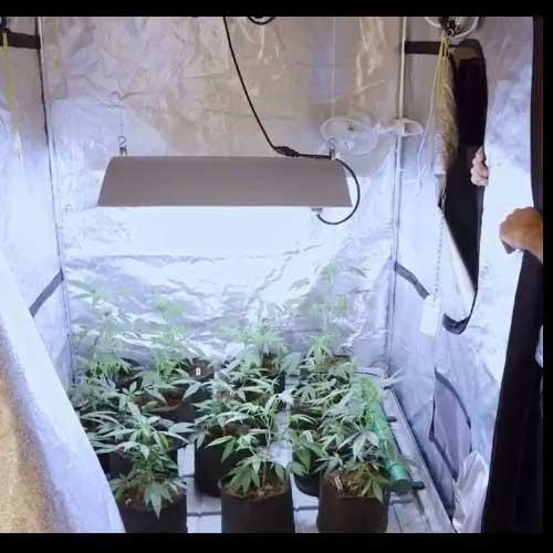 carpas para autocultivo de marihuana